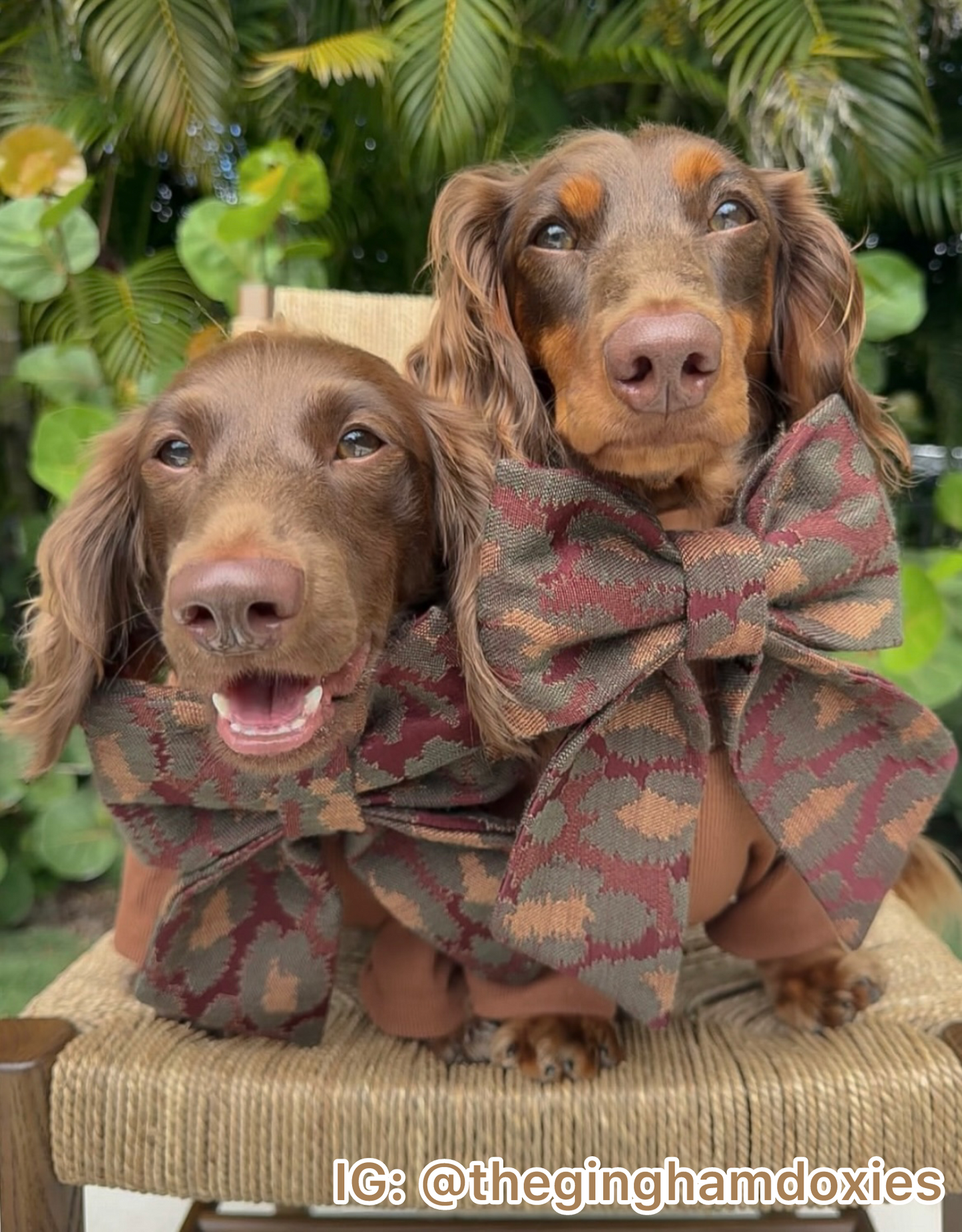 The Coleman Pet Bow