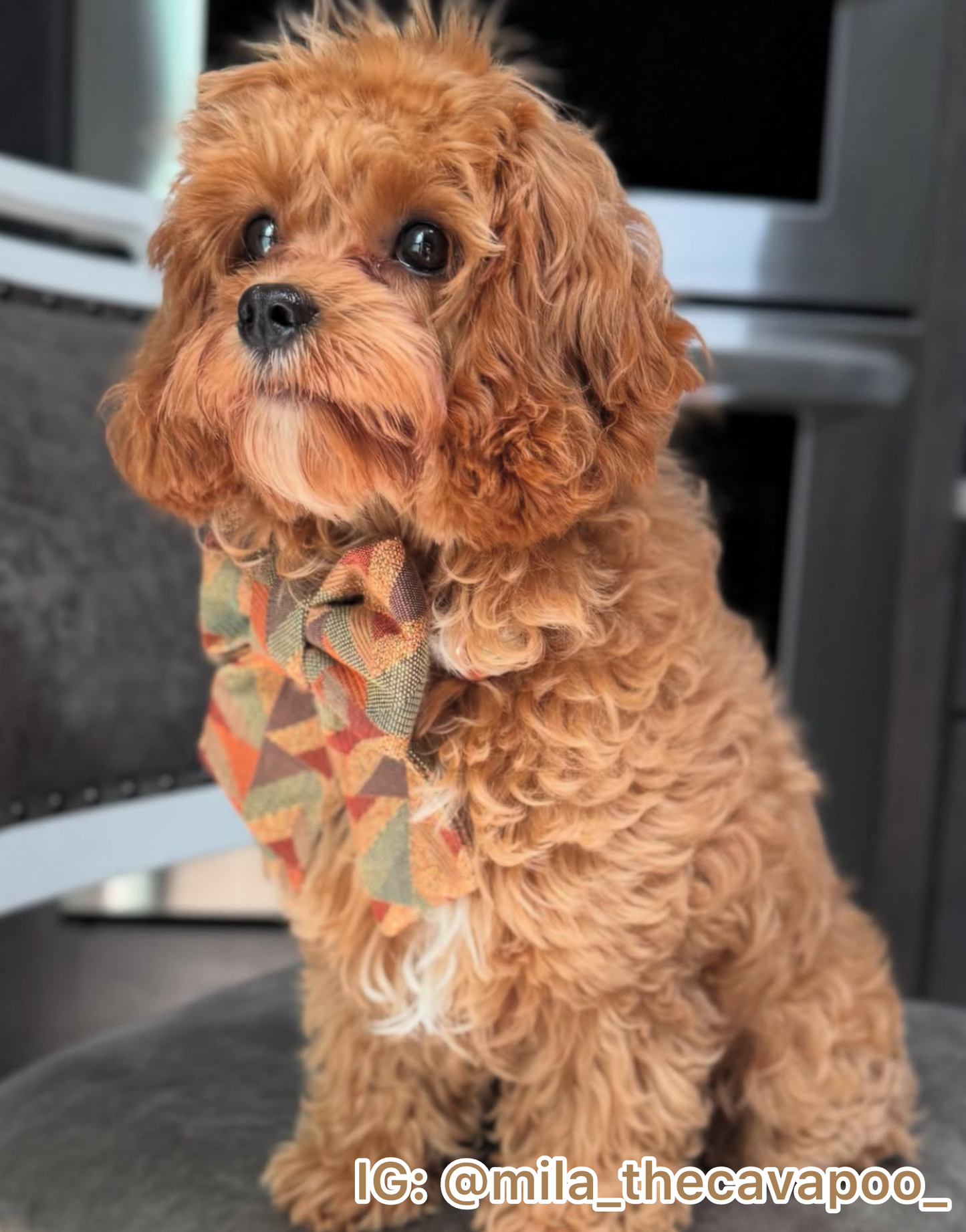 The Presley Pet Bow