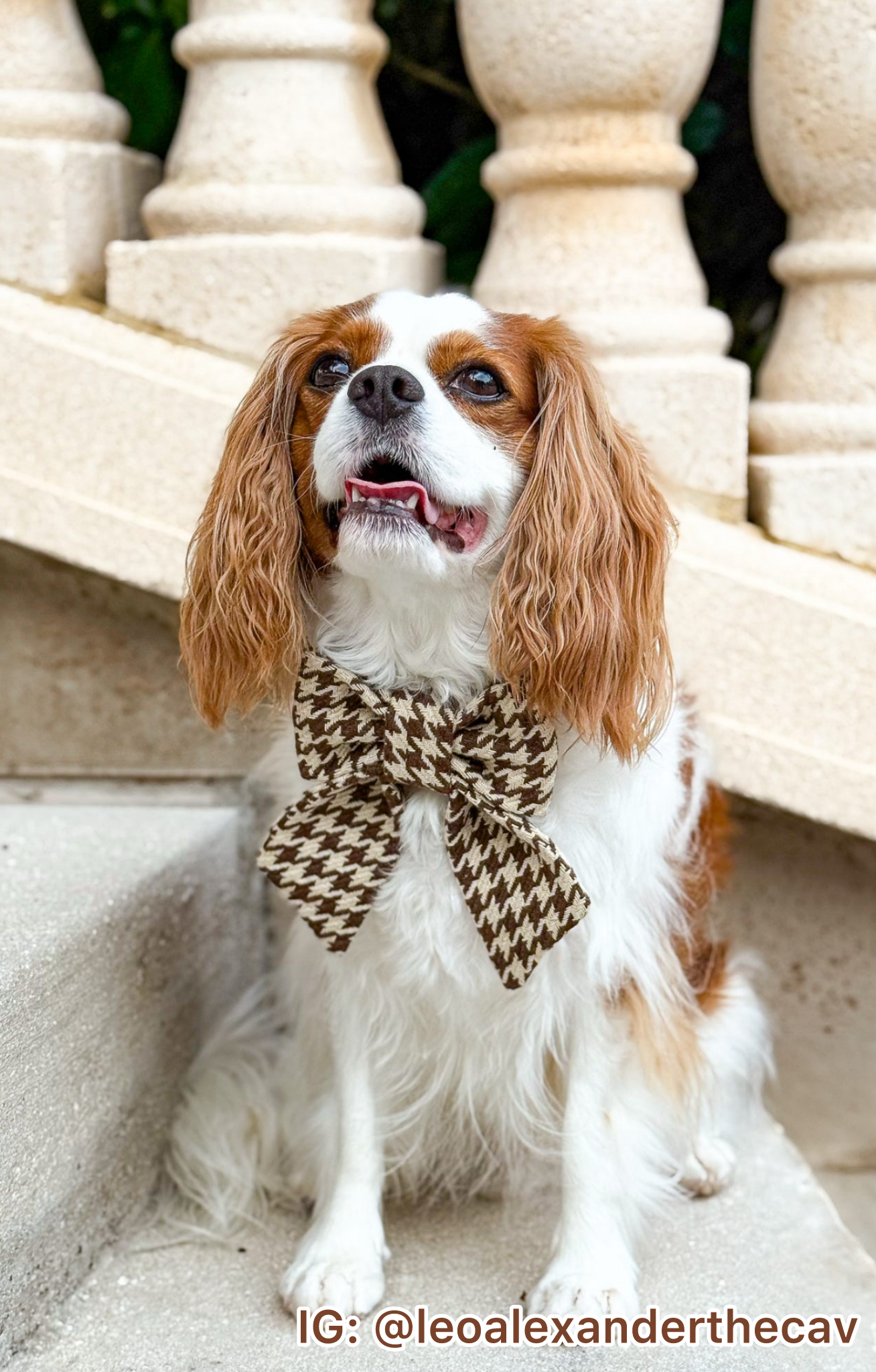 Espresso Houndstooth Pet Bow