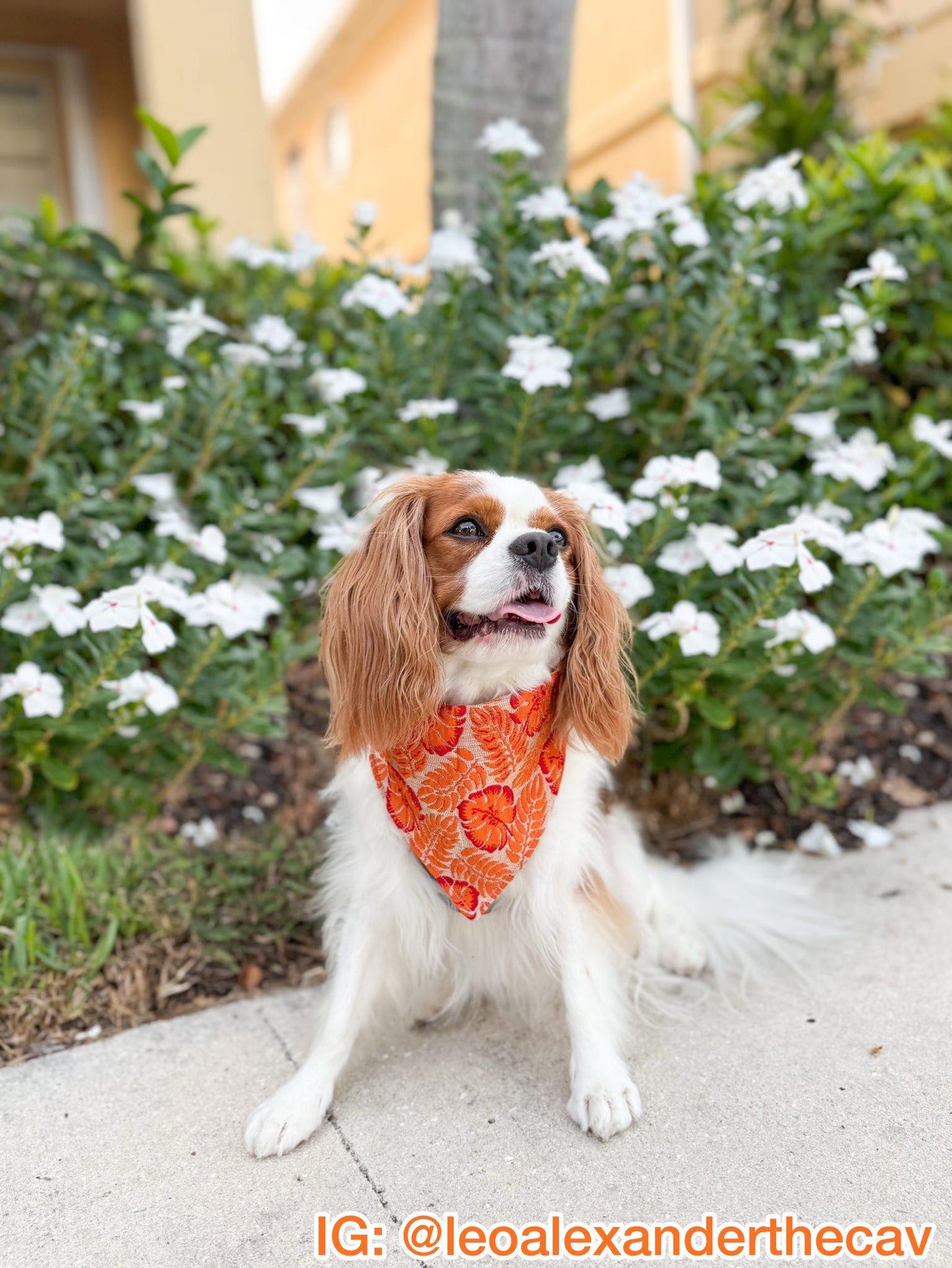 Palm Paradise Bandana