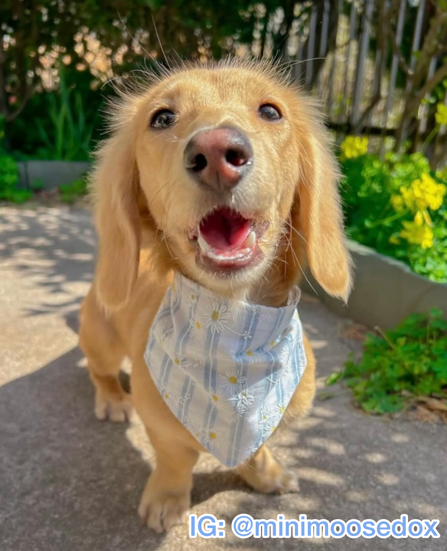 Striped Daisies Bandana