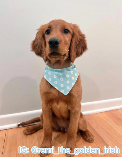 Delicate Daisies Bandana