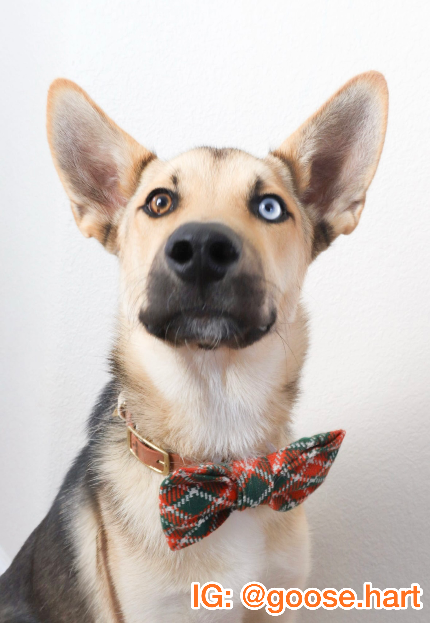Pumpkin Patch Plaid Pet Bow