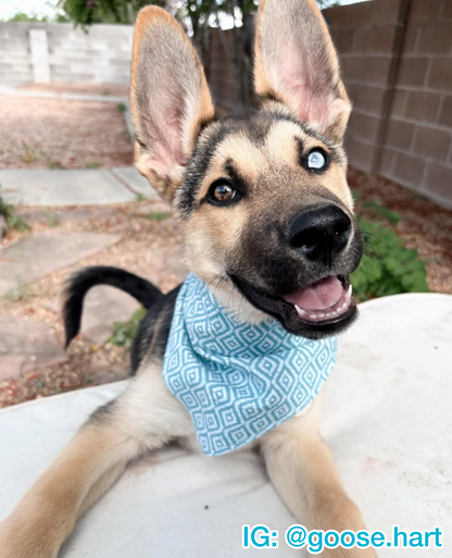 Caribbean Blue Bandana