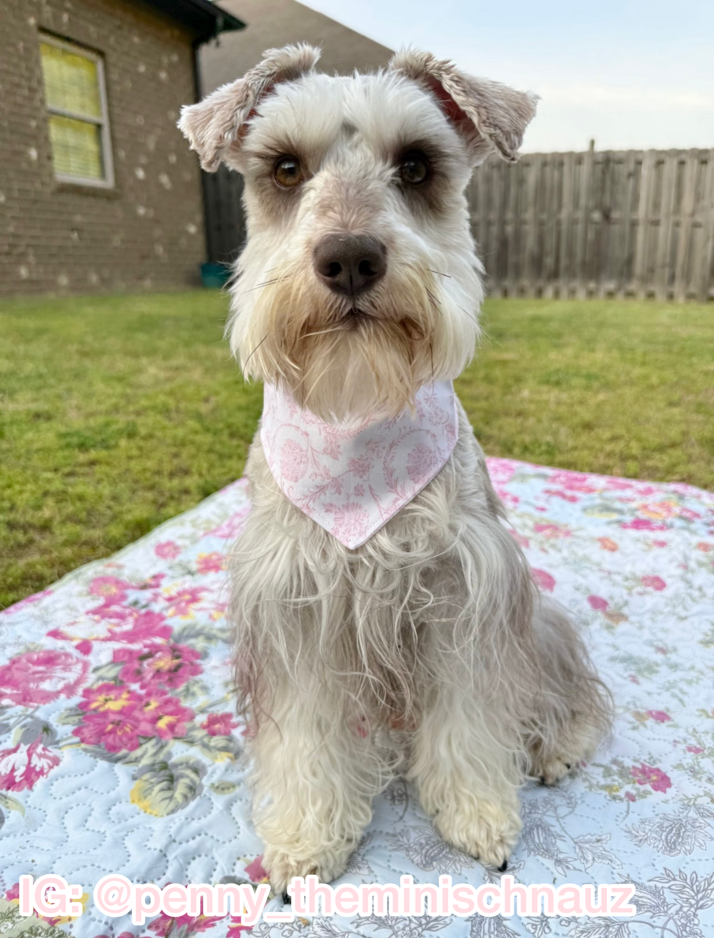 Pink Evelyn Bandana