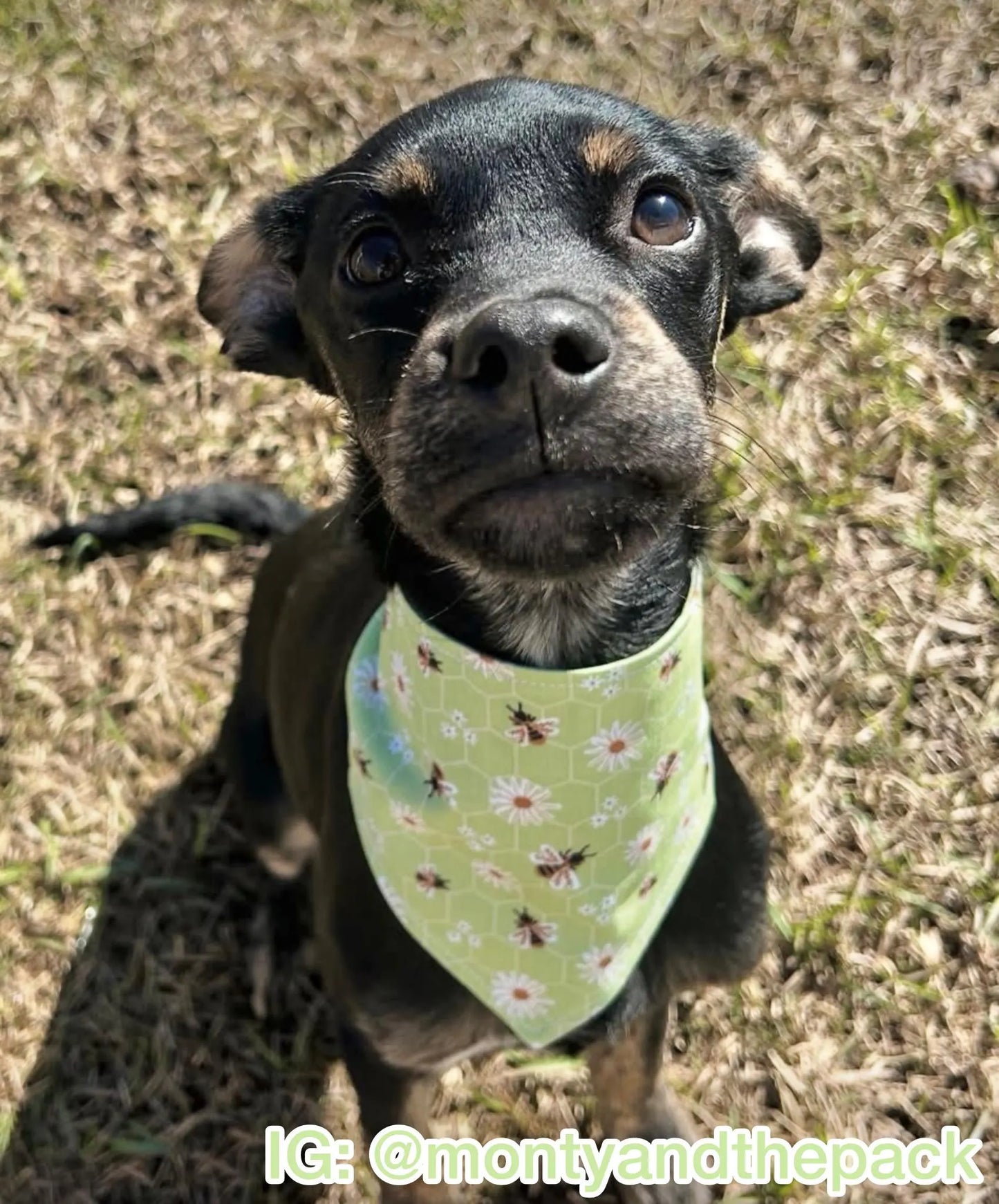 Green Bees & Daisies Bandana