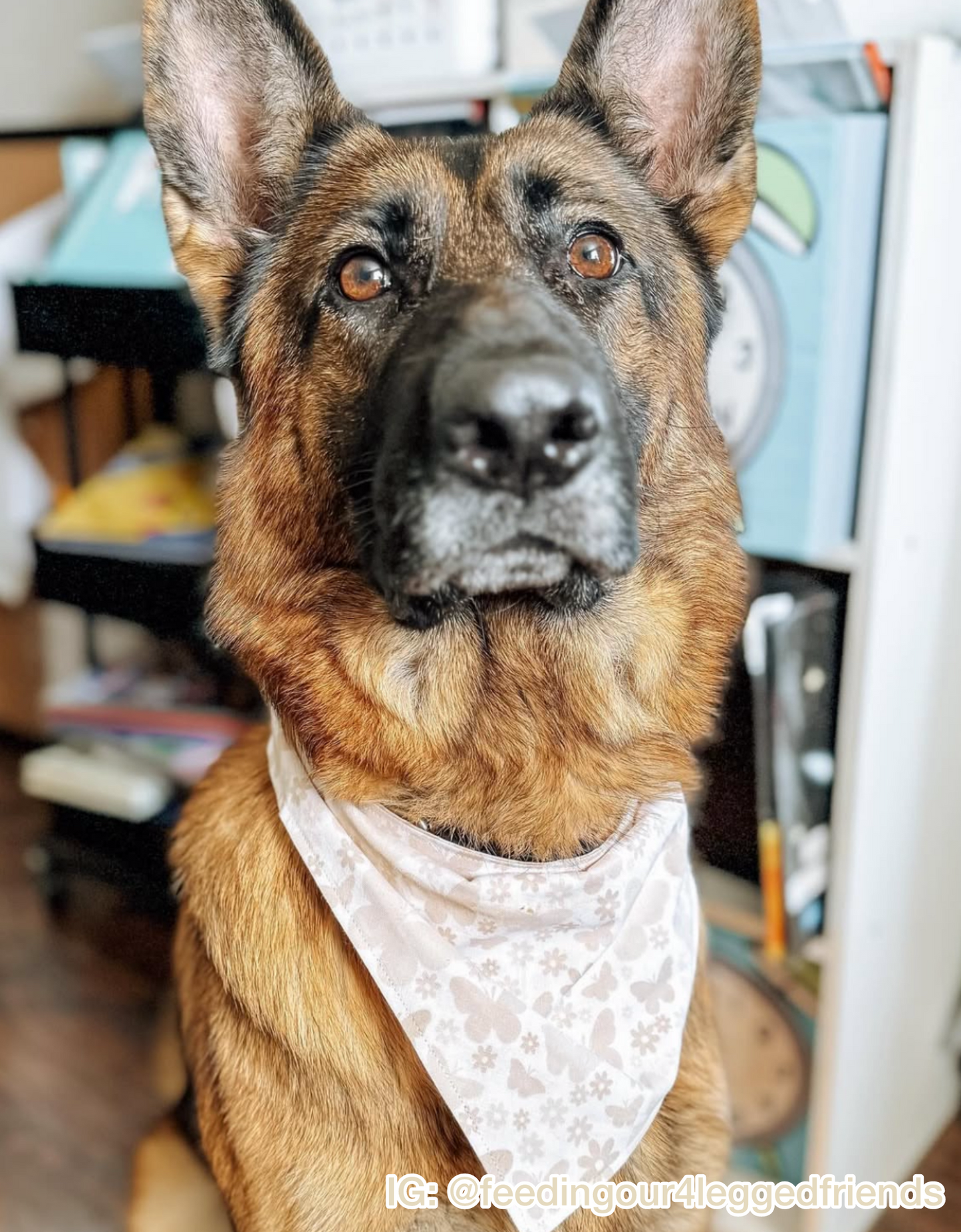 Butterfly Migration Bandana