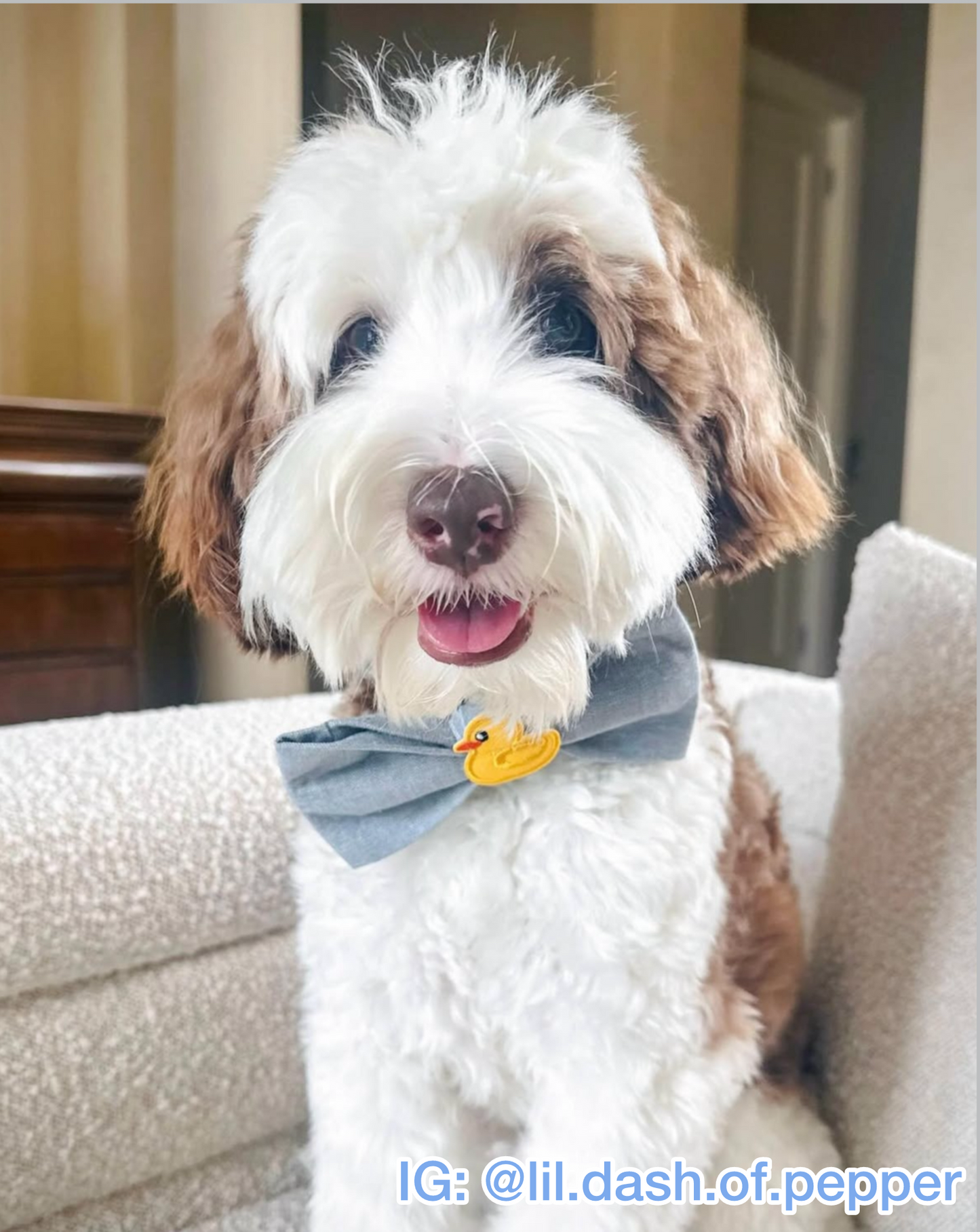 Rubber Ducky Patch Pet Bow