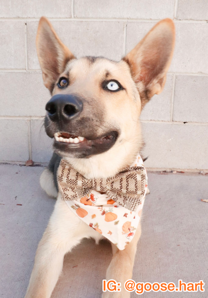 Thankful Harvest Bandana