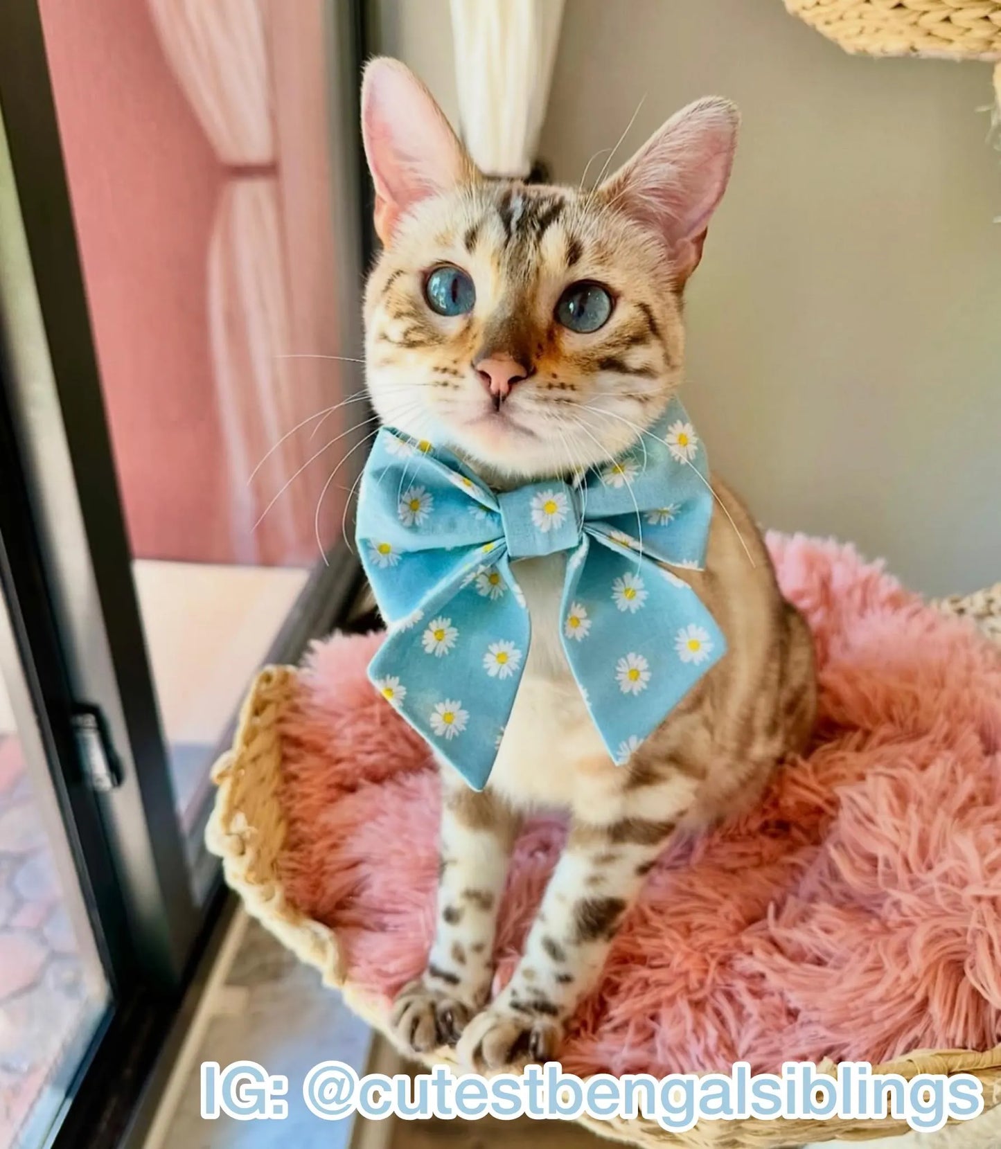 Delicate Daisies Pet Bow
