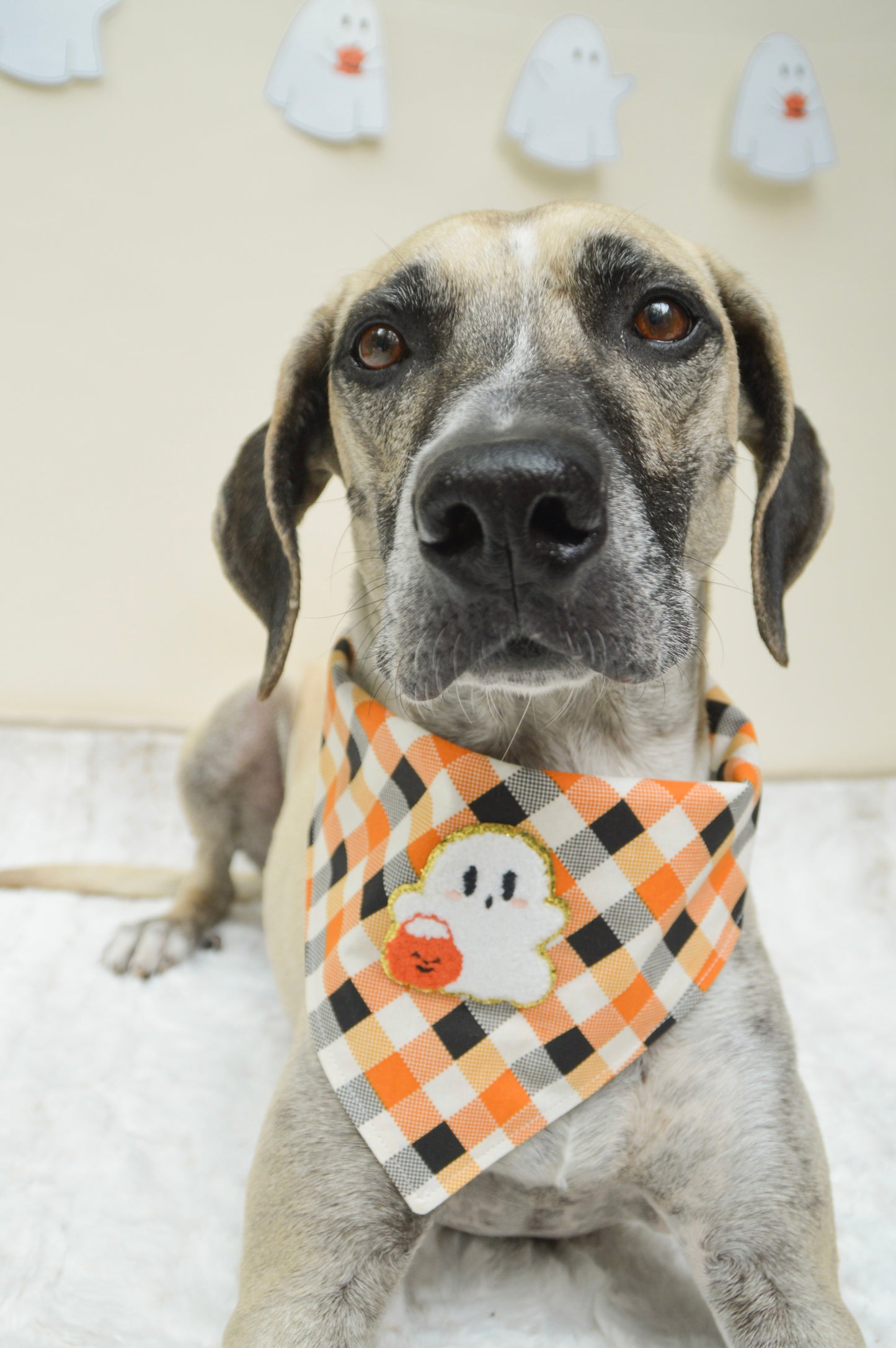 Trick or Treating Ghost Patch Bandana