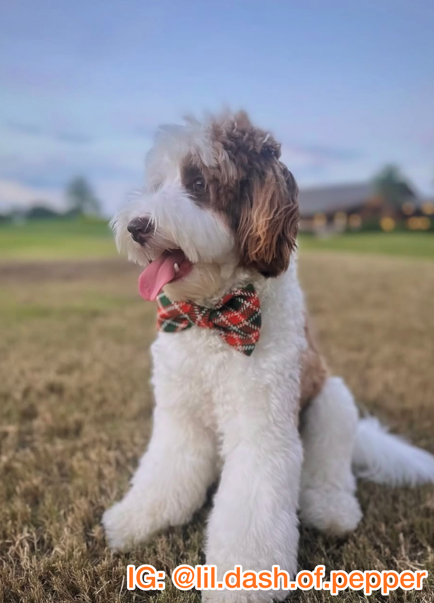 Pumpkin Patch Plaid Pet Bow