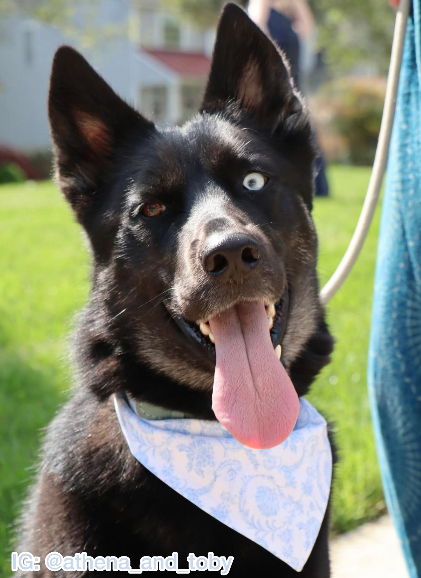 Blue Evelyn Bandana
