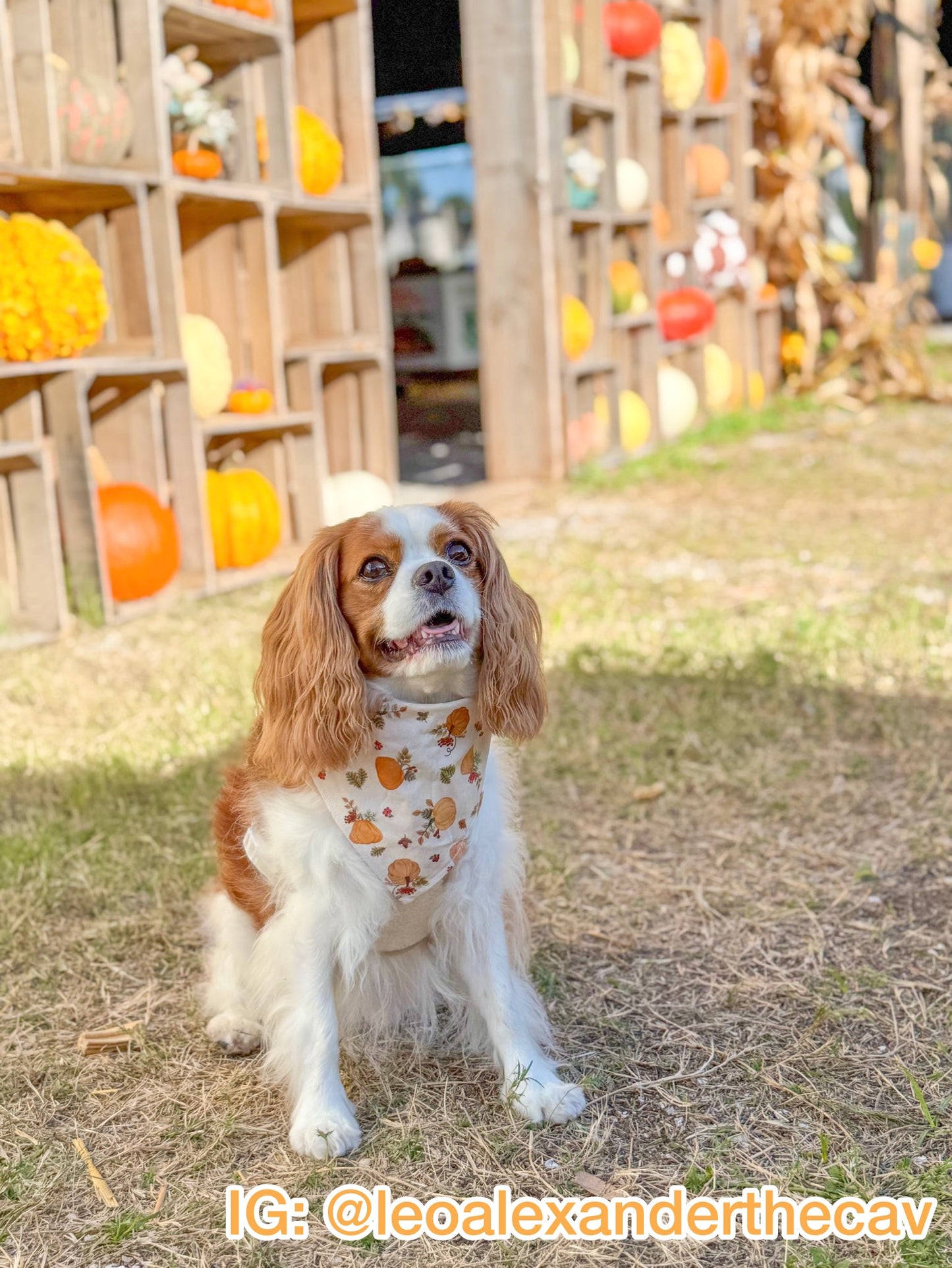 Thankful Harvest Bandana