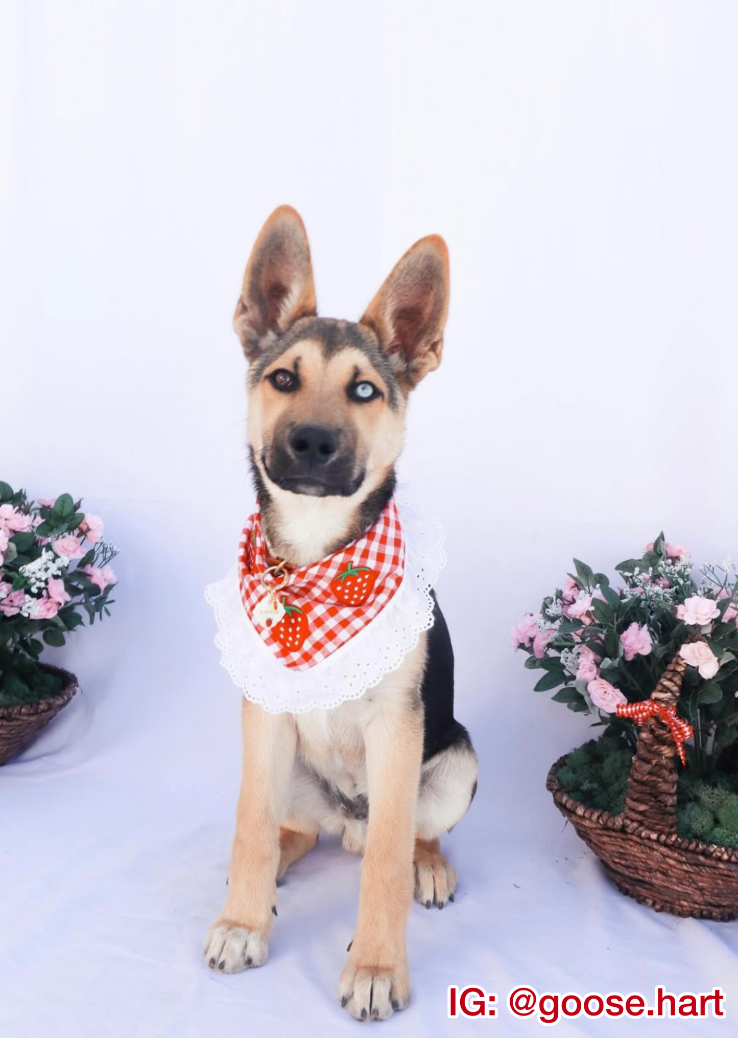 Strawberry Picnic Bandana