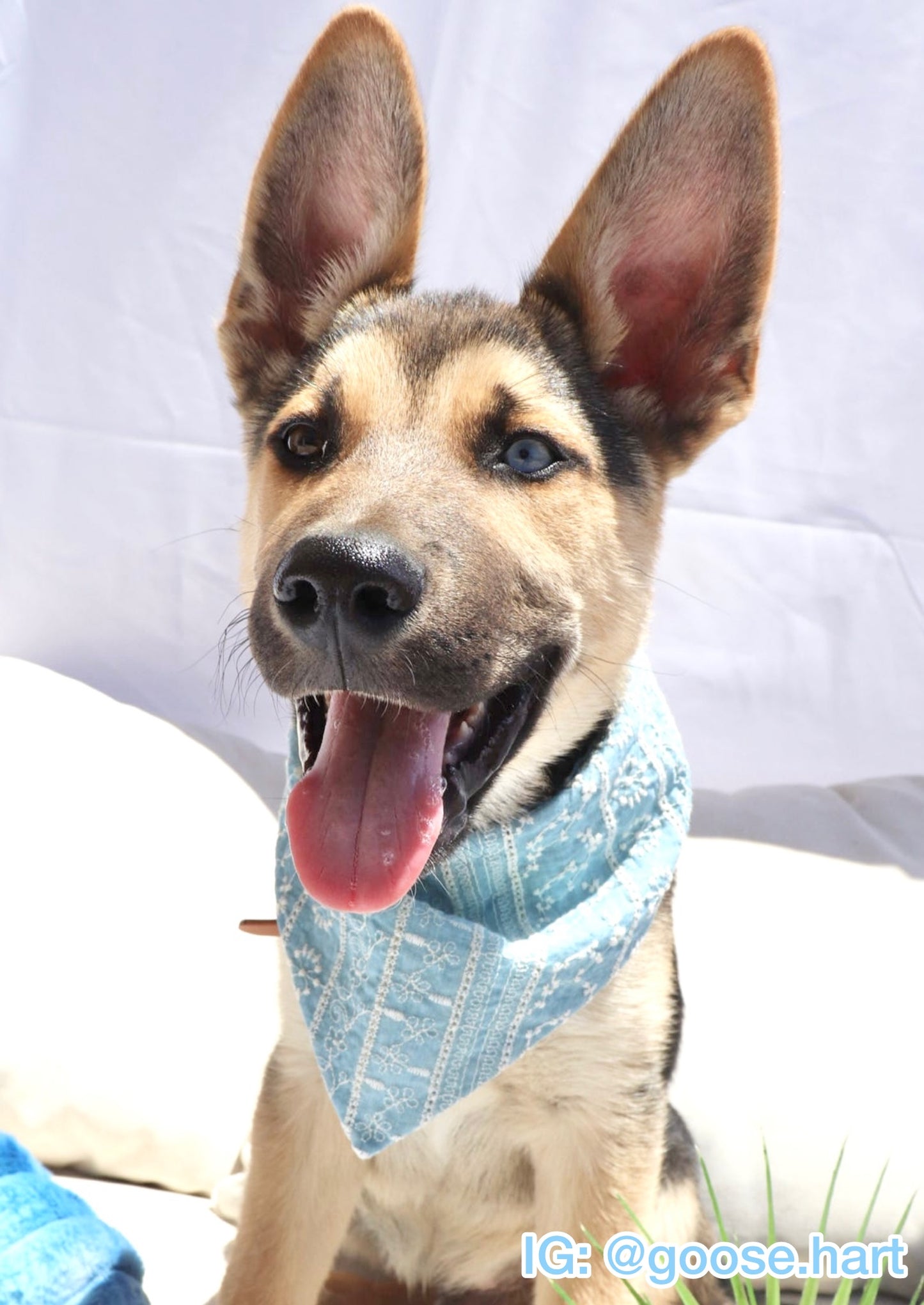 Coastal Blue Bandana