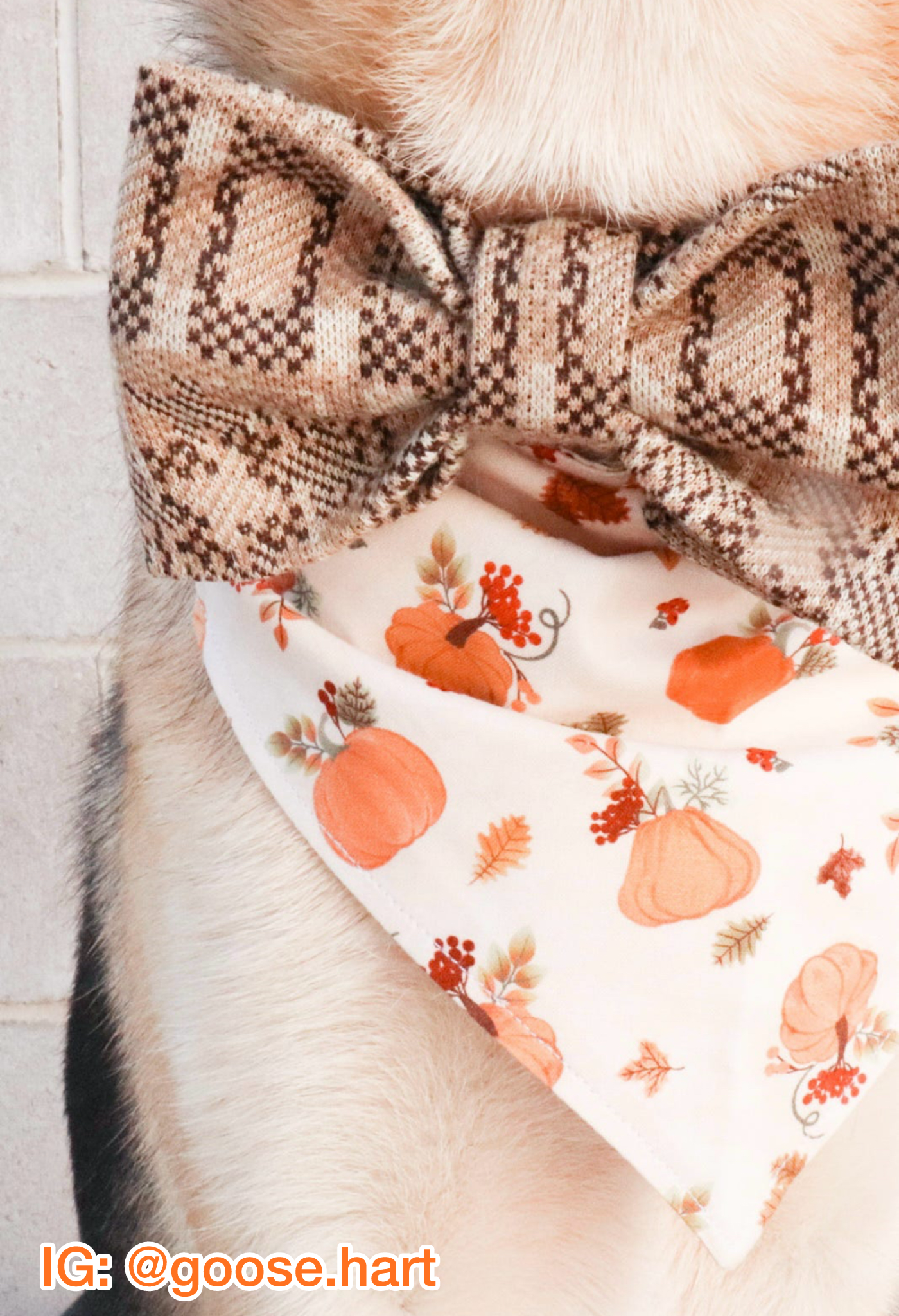 Acorn Gatherings Pet Bow