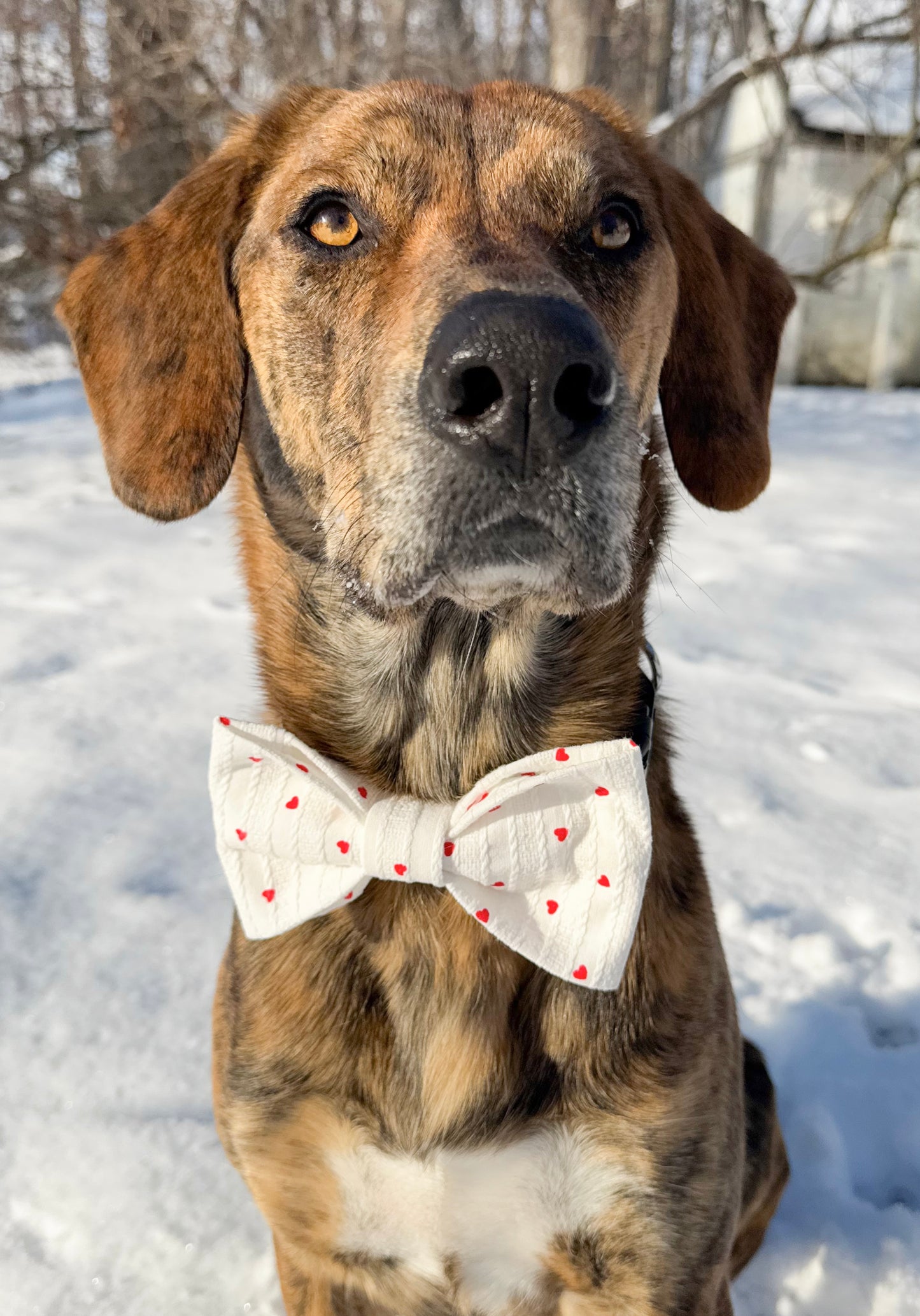 Lots of Love Pet Bow
