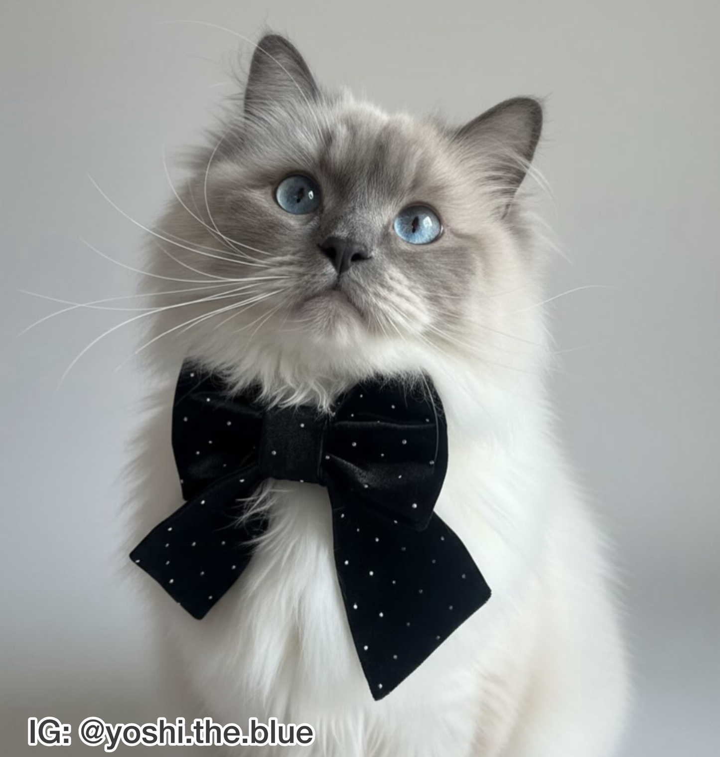 Dazzling Diamond Velvet Pet Bow