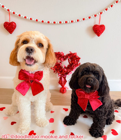 Crimson Red Velvet Pet Bow