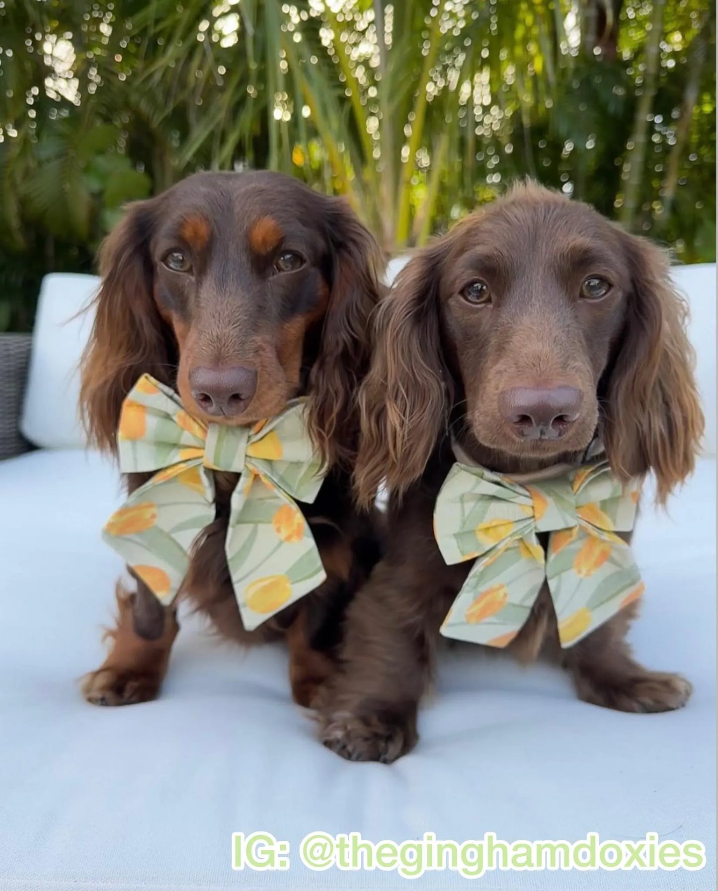 Field of Tulips Pet Bow