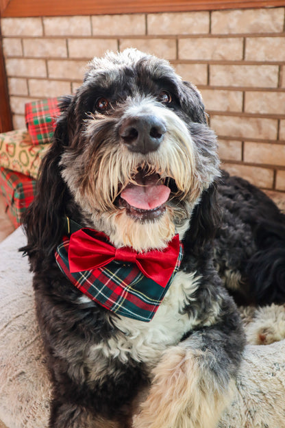 Ruby Satin Pet Bow