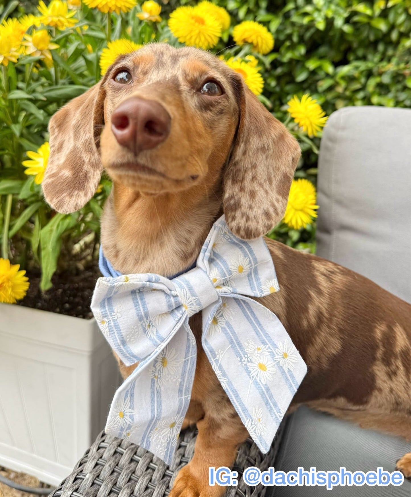 Striped Daisies Pet Bow