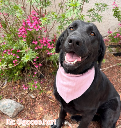 Soft Blush Ribbed Knit Bandana