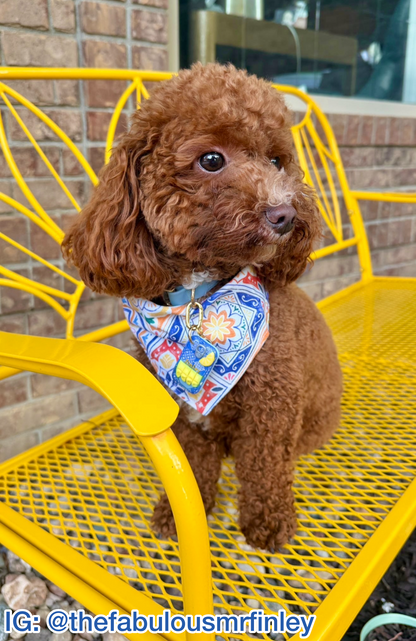 Citrus Courtyard Bandana