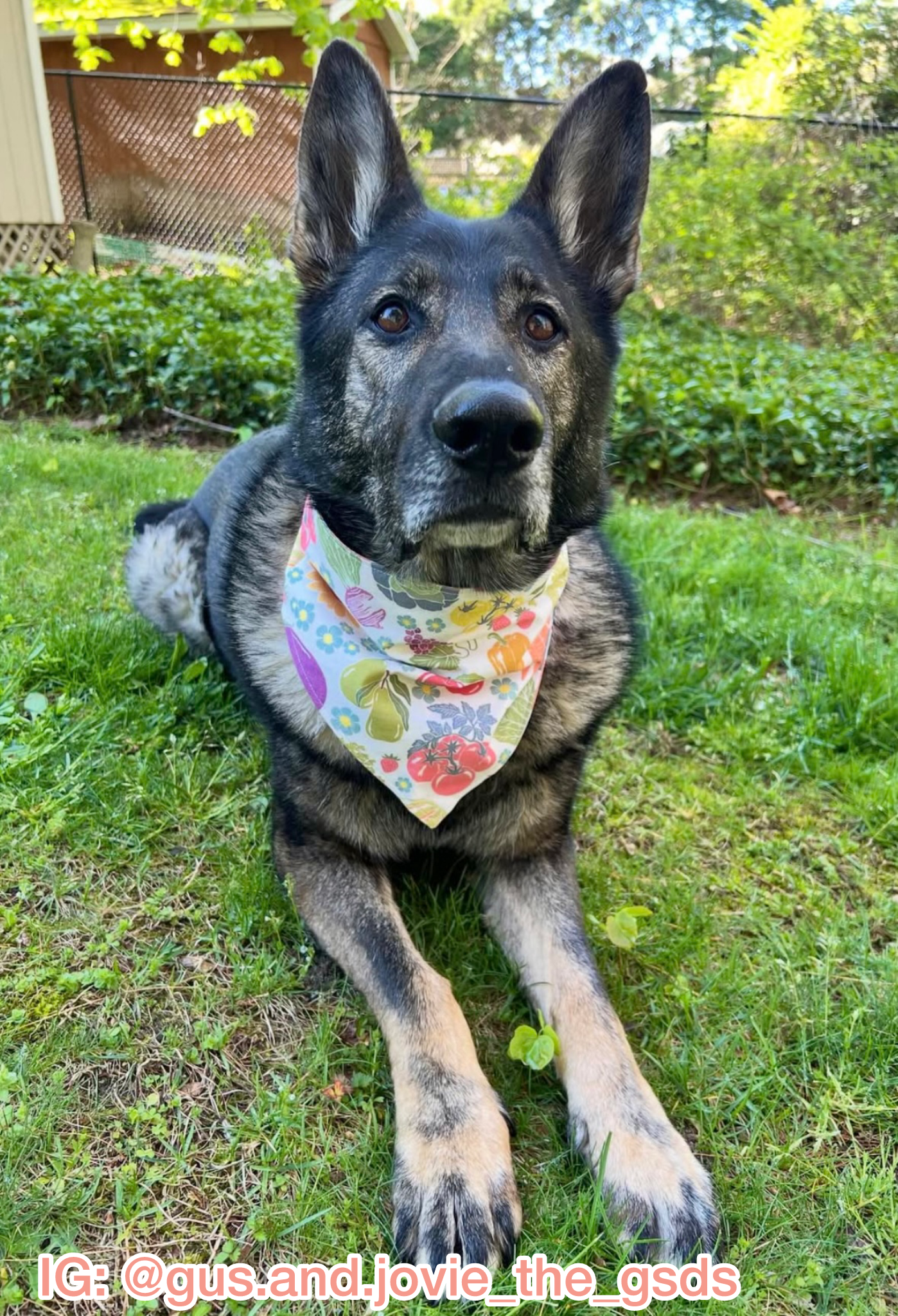 Veggie Stand Bandana