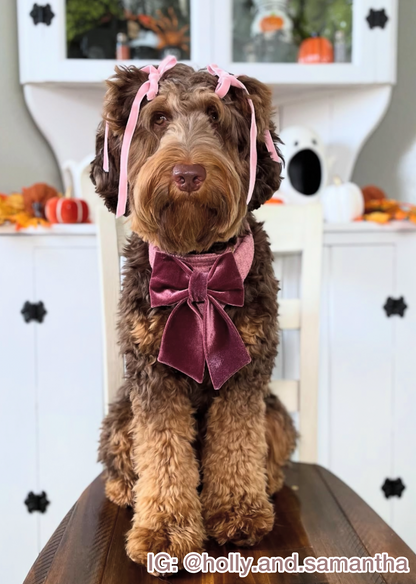 Cranberry Plum Pet Bow