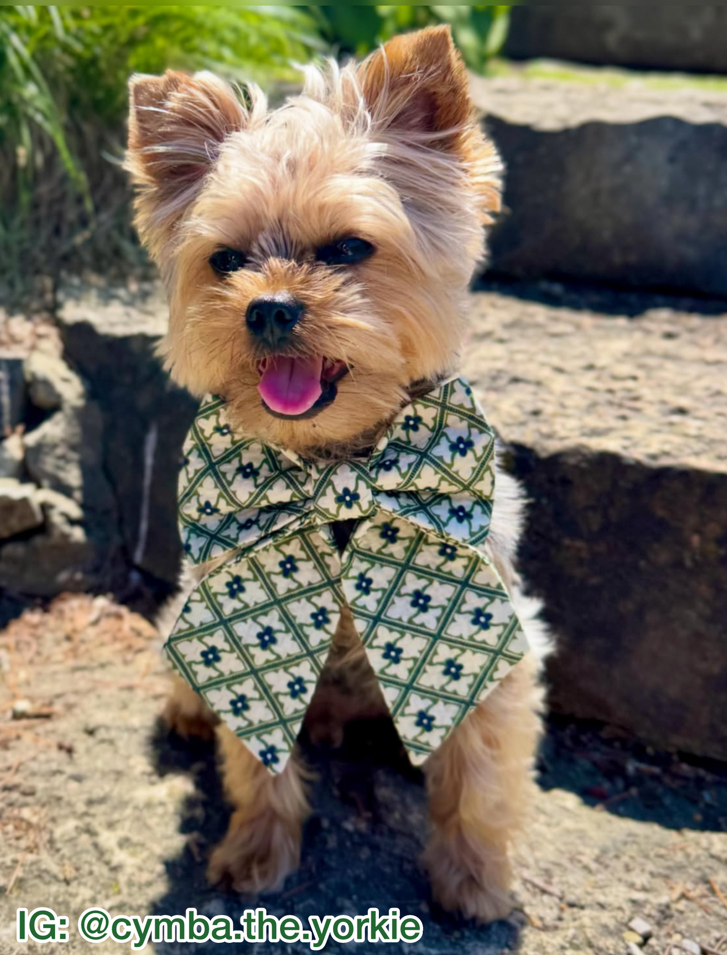 Tuscan Terrace Pet Bow