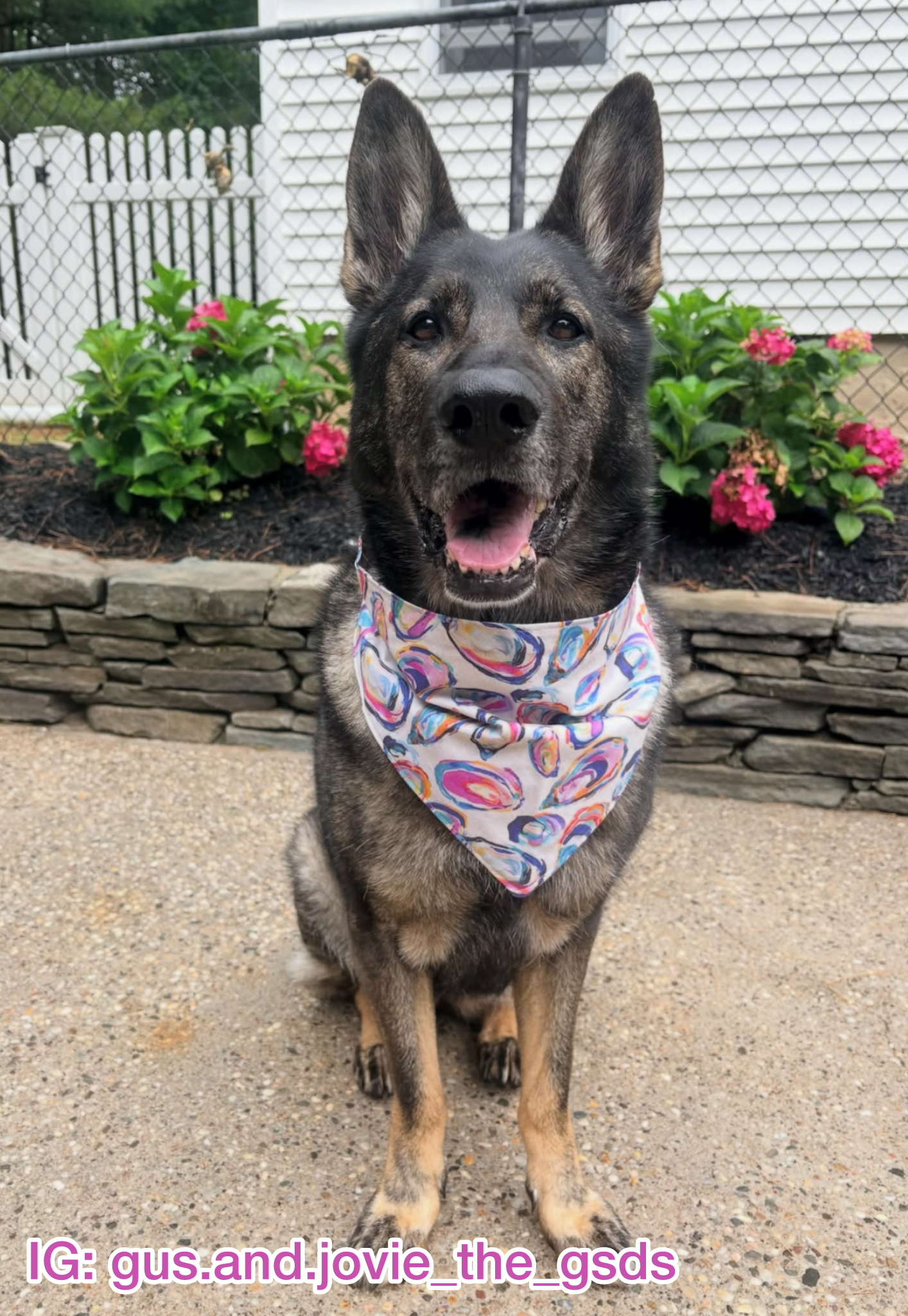 Oyster Cove Bandana