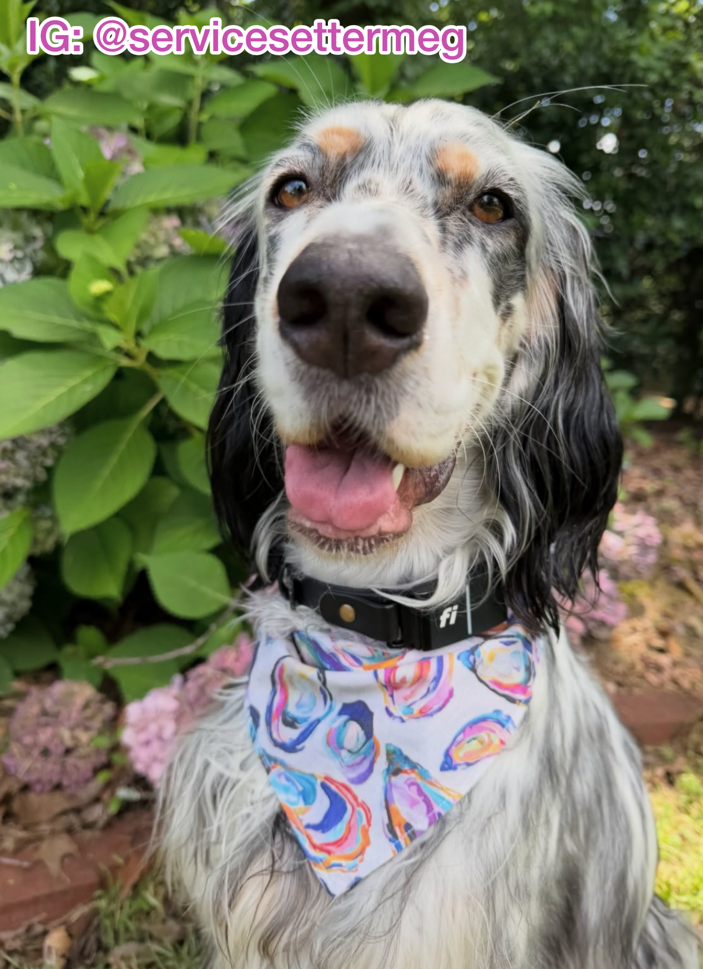 Oyster Cove Bandana