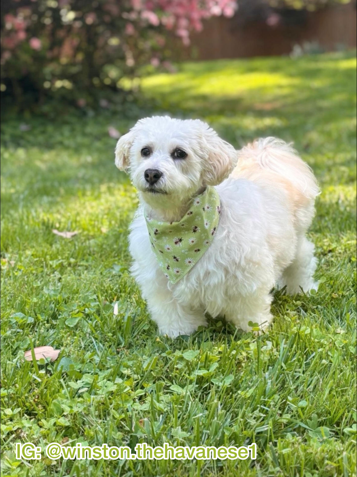 Green Bees & Daisies Bandana