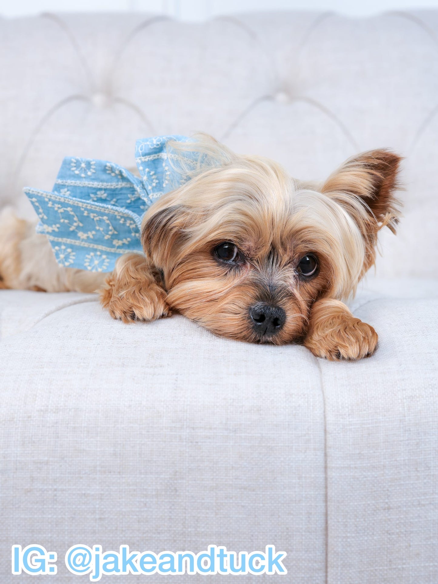 Coastal Blue Pet Bow