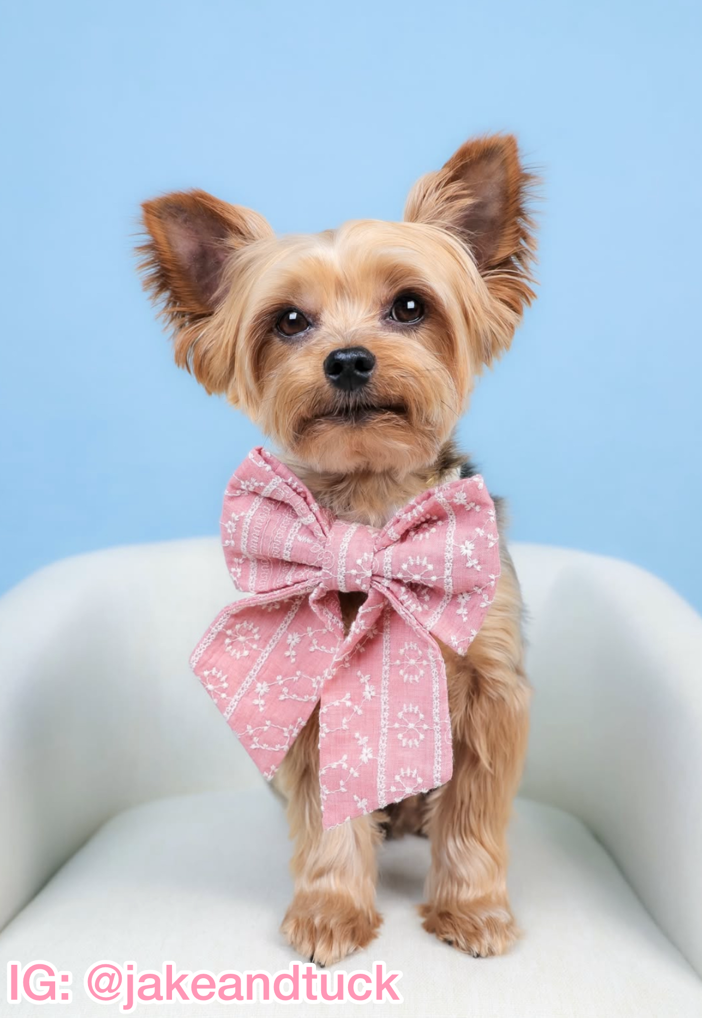 Coastal Pink Pet Bow